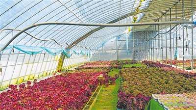 <p>　　夏瑛种植的多肉大棚。</p>