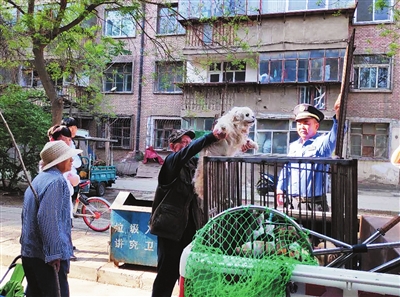 “楼上邻居养的狗每天在屋里跑来跑去，我们实在受不了了，你们能来抓走吗？”8月29日15时许，银川市西夏区综合执法局直属中队接到兴洲雅居二区居民朱先生的投诉。今年7月西夏区综合执法局开通宠物狗弃养收容绿色通道后，该中队的座机成了“收狗”热线，每天都有人打电话投诉狗患，有的反映小区有流浪狗，有的反映邻居不文明养狗，这可忙坏了执法队员。　　　　本报记者 李奕辰 摄 <br/><br/>　　●详见03版