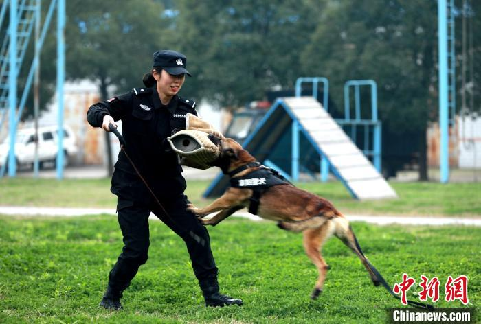 湖北襄阳23岁带犬女警：希望早日训导出功勋犬