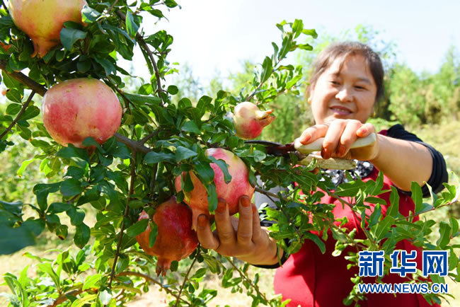 河南淅川：在绿水青山中走向生态富民路