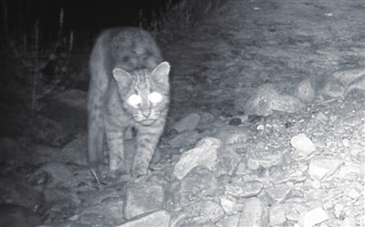 宁夏贺兰山首次拍摄到野生豹猫