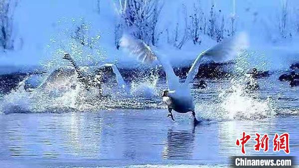 冰雪融化，河面解封，众多候鸟在水中戏水游弋，翩翩起舞。　柳鹏 摄
