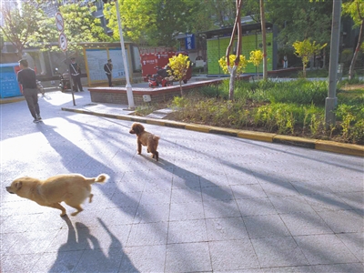 <p>　　在银川市天下川小区，未拴链的犬只随处可见。</p>