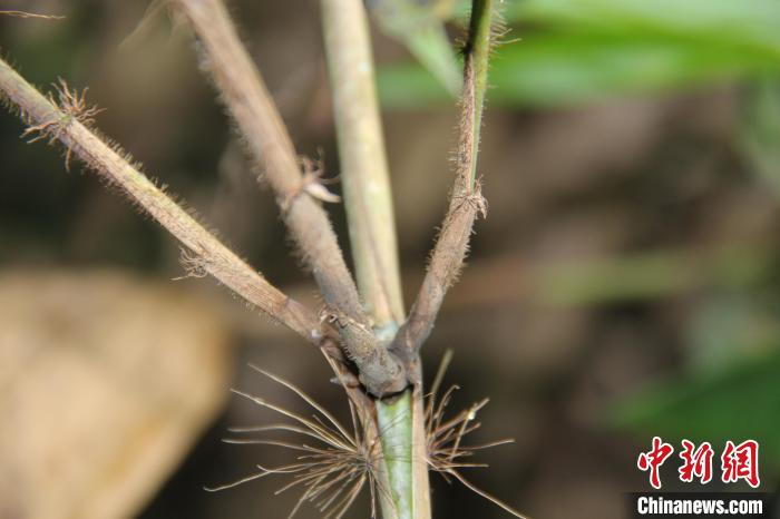 广西边境发现竹类植物新种“中越悬竹”