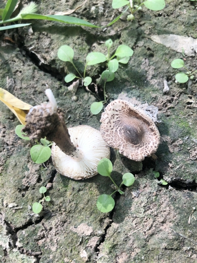 银川两市民采食野生蘑菇中毒