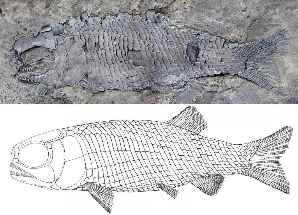 亚洲首次！云南发现一种2.44亿年前的“稀有”鱼类