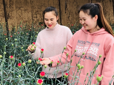 让鲜花怒放在蔬菜大棚里