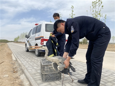 民警救助“落难”苍鹭