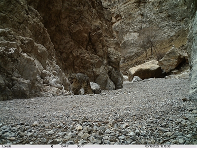 红外相机拍到的雪豹新个体影像。 宁夏贺兰山保护区管理局供图