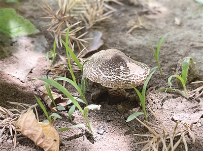 徐飞在金凤万达对面小树林中采摘到的剧毒蘑菇——肉褐鳞环柄菇。 宁夏疾病预防控制中心供图