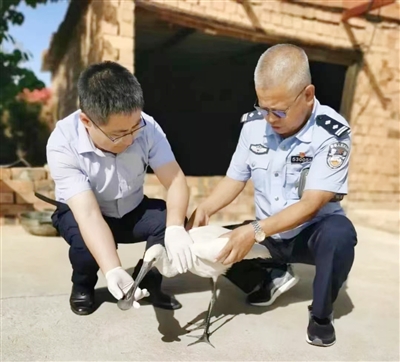     民警查看白琵鹭是否受伤。警方供图