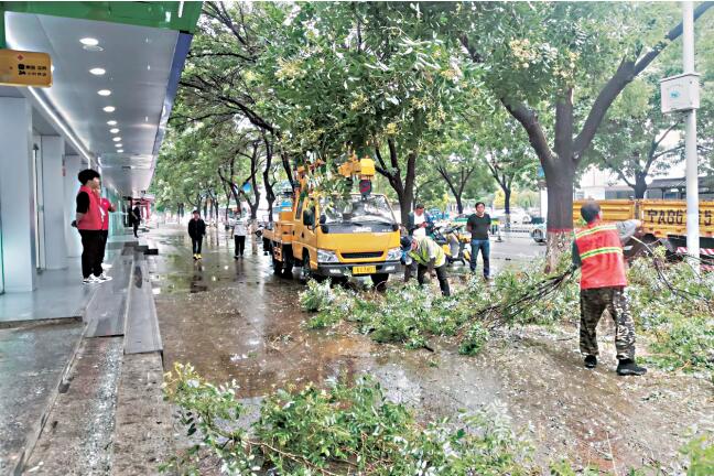 雨夜国槐断枝挡道    园林部门紧急清理