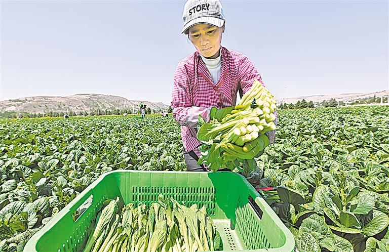 彭阳县今年来已完成“净菜入超”2.2万吨