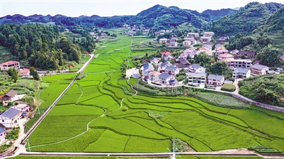  p>  遵义市播州区枫香镇花茂村风貌(2020年7月14日摄,无人机照片).
