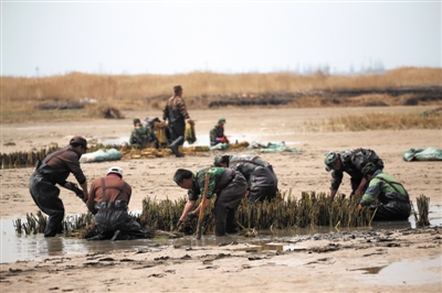 <p>　　沙湖景区加大沙湖水质治理，通过种植芦苇促进生态修复。</p><p>　　本报记者　王猛　摄</p>