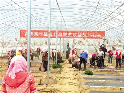 <p>　　中宁县大战场镇宽口井村禹尧特色小番茄基地的生产场景。</p>