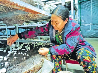 <p>　　王淑珍在采摘蘑菇。</p>
