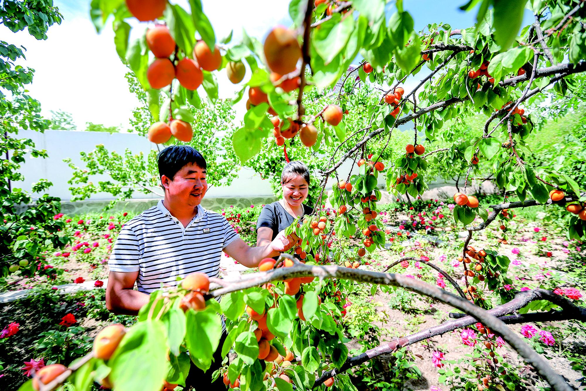 龙泉村采摘-石嘴山日报记者王彤.jpg