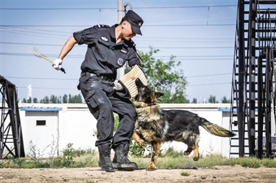 <p>　　张宸源在训练警犬。（图片由受访者提供）</p>