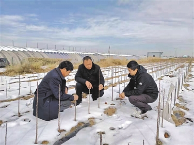 <p>张国庆（中）指导露天果树安全越冬技术要点。</p>
