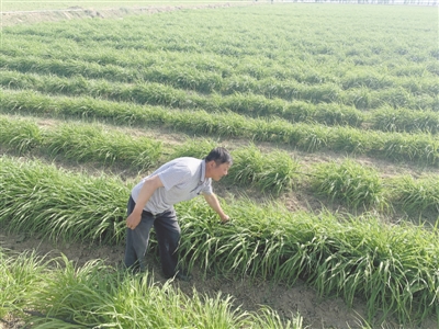 <p>　　得到及时足量灌溉的黄花菜郁郁葱葱。</p>