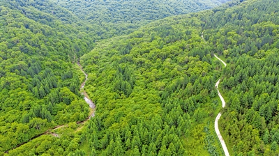 <p>今年，宁夏启动六盘山保护区高密度人工林质量精准提升工程，提升森林质量。　（图片由自治区林草局提供）</p>
