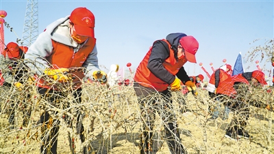 <p>　　参赛茨农在枸杞修剪竞赛中各显身手。本报记者　杨志挺　摄　</p>