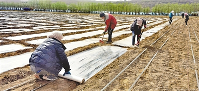 <p>　　西吉县马莲乡马莲村农民抢墒覆地膜。　　本报见习记者　杨玉瑛　摄　</p>