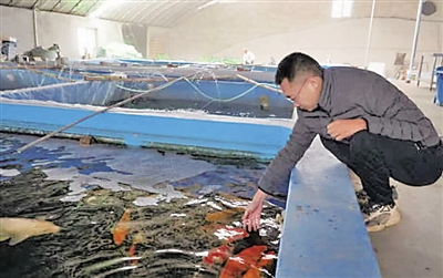 <p>　　芦伟查看锦鲤的生长情况。</p>