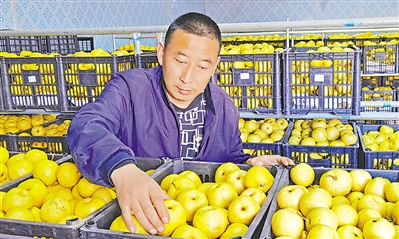<p>　　乔亚龙在冷库整理香水梨。</p>