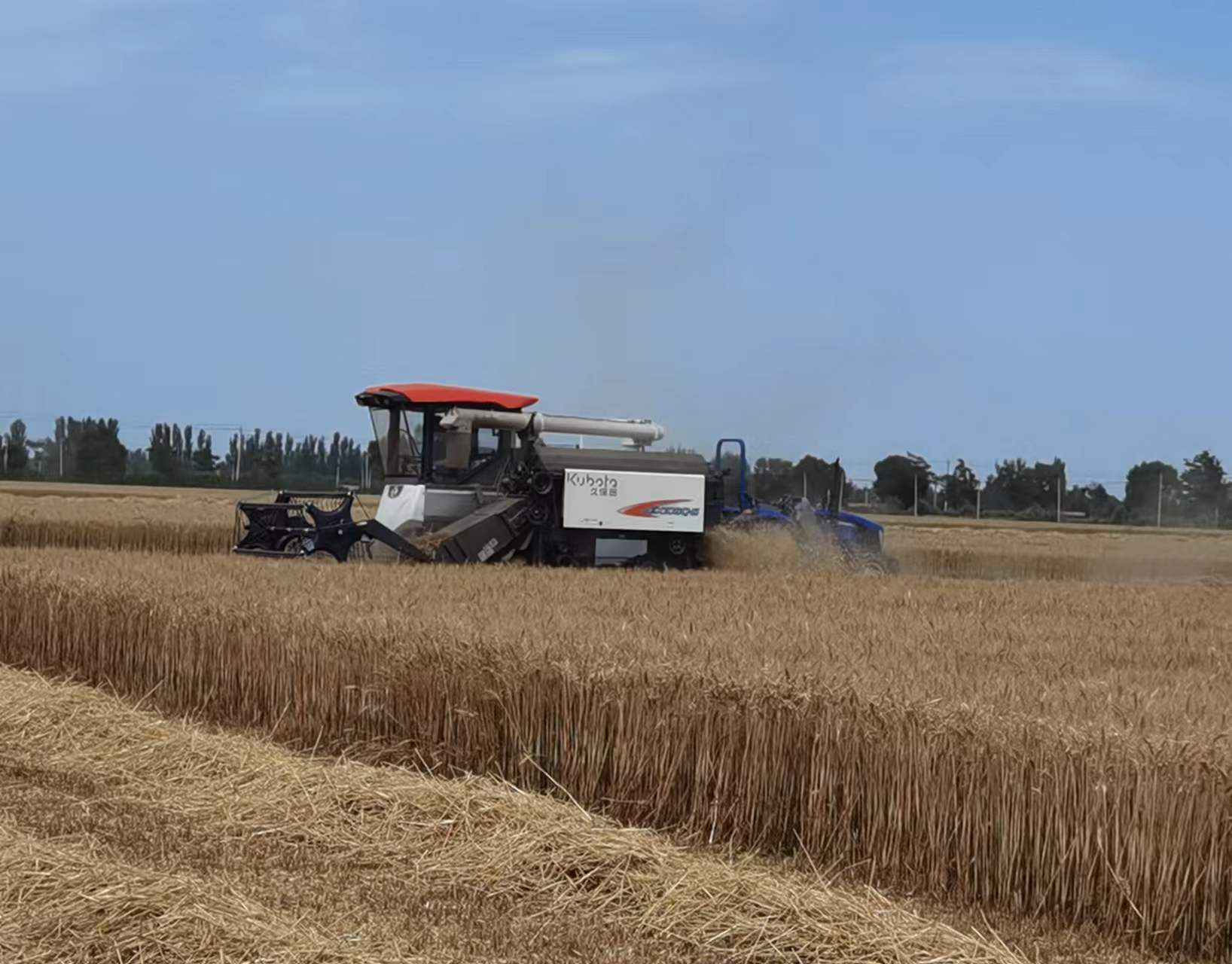 农业部门提醒各地抓住雨后天晴机会抢收小麦确保颗粒归仓