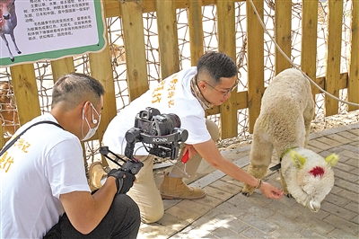 <p>　　　　黄恺嘉在沙湖景区录制视频。</p>
