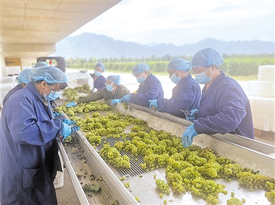     贺兰县葡萄酒综合产值达到4亿元。