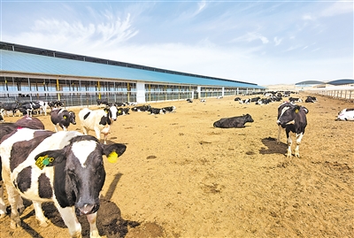     灵武市白土岗乡奶牛养殖基地 。