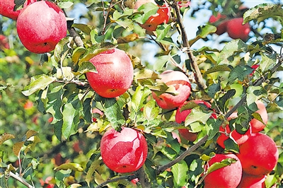 富硒苹果种出富民产业。