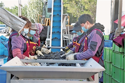 每年进入葡萄酒榨季，贺东庄园一派忙碌景象。<br/>　　本报记者<br/>　　王婧雅 摄