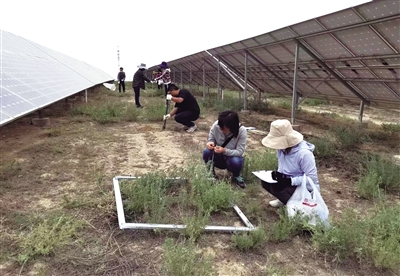     科技人员开展中部干旱带植物病虫害监测与调查。