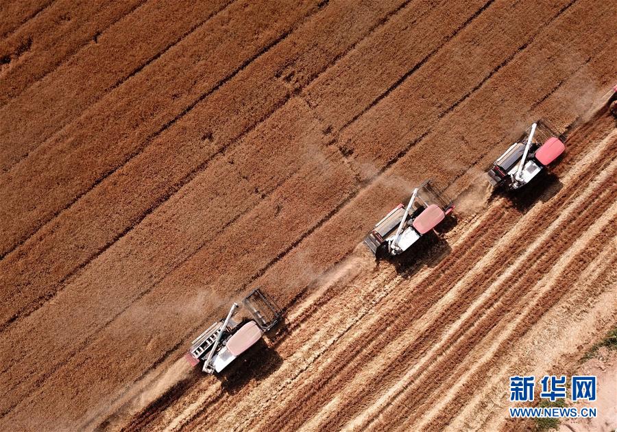 （新华全媒头条·图文互动）（3）不寻常的耕耘，不一般的收获——我国夏粮主产区夏收观察