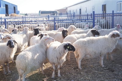     滩羊是盐池脱贫致富的支柱产业。