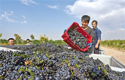 <p>　　　　吴忠市葡萄产区规模占到宁夏贺兰山东麓葡萄酒产区的50%以上。</p>