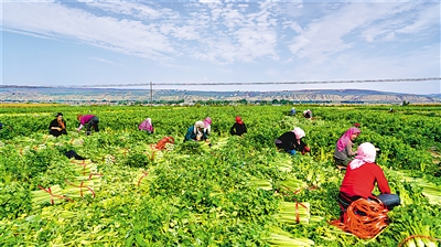 田地里，大家忙着抢收最后一茬蔬菜。