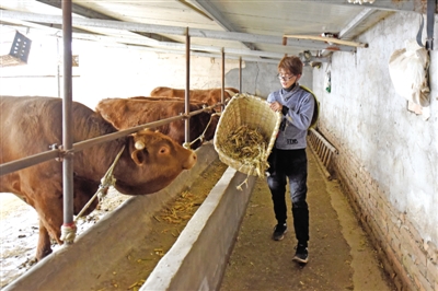 <p>　　肉牛养殖产业助农增收致富。</p>