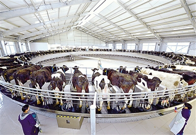 <p>发展集约化、机械化、标准化、生态化奶牛养殖模式。</p>