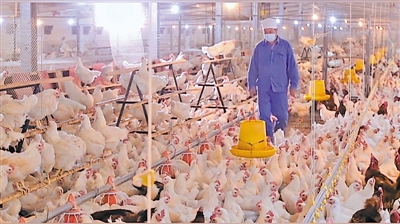 <p>晓鸣股份闽宁智慧农业扶贫产业园车间每天可产出12万羽健母雏鸡。</p>