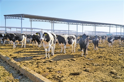<p>　　宁夏瑞丰源牧业有限公司奶牛养殖场的奶牛悠闲生长。　　　　本报记者　张瑛　摄　</p>