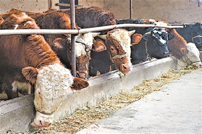 <p>牛吃着科学配比的饲料。</p>