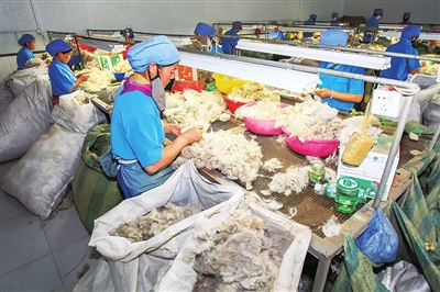 2009年，灵武纺织园区，工人们正在分拣羊毛。　　　资料图片