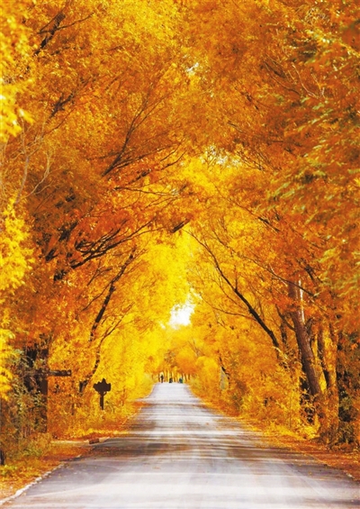     金黄，是秋的主色调。王智  摄
