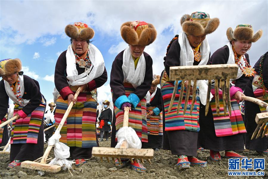 （社会）（5）西藏：载歌载舞迎开耕
