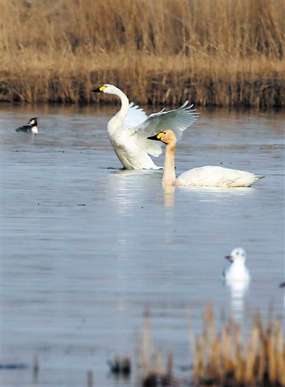 <p>　　姿态优雅的白天鹅在水中起舞。</p>